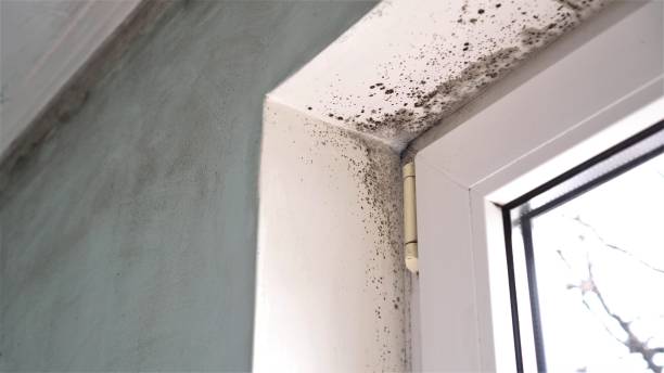 Mold Remediation for Rental Properties in Clark, SD