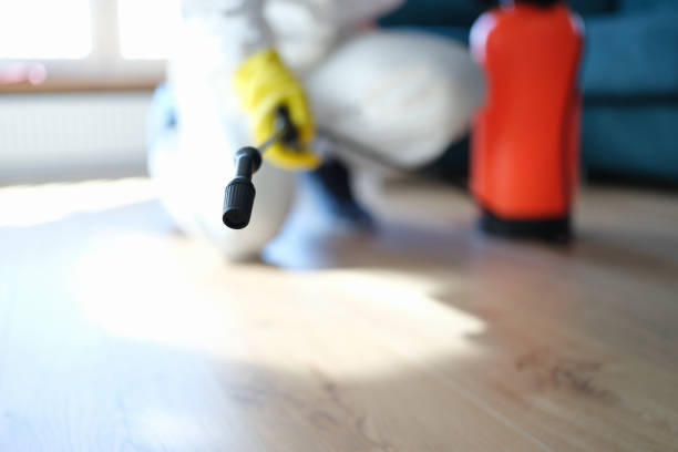 Best Basement Mold Removal  in Clark, SD