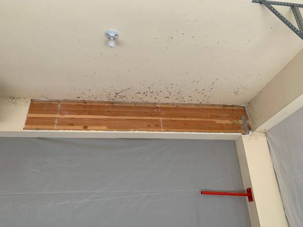 Best Water Damage & Mold Remediation  in Clark, SD