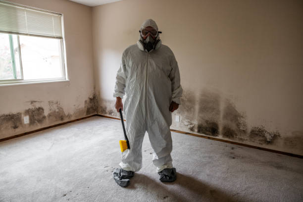 Best Black Mold Removal  in Clark, SD