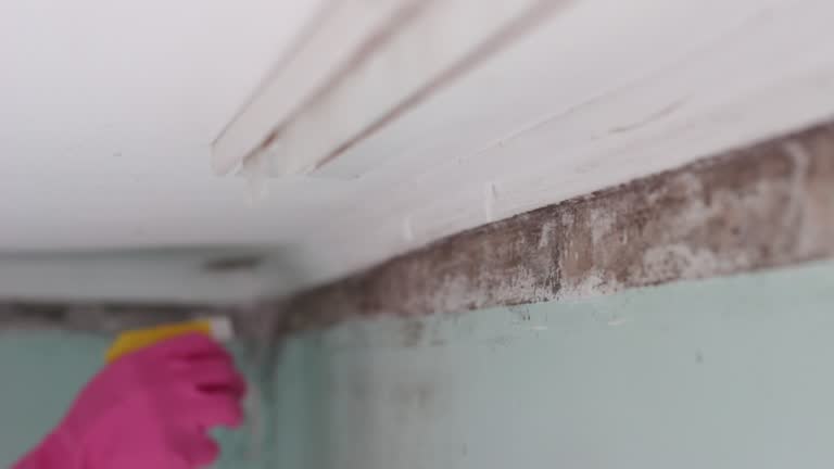 Best Mold Prevention Services  in Clark, SD